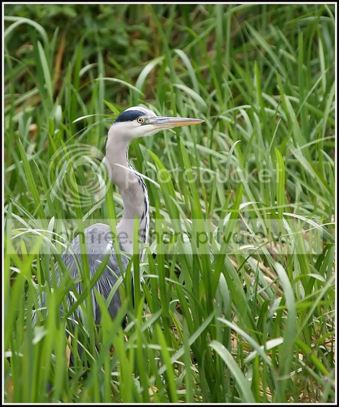 heron5_filteredcopy.jpg