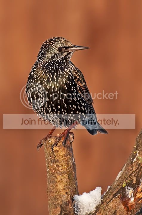 _DSC1513.jpg