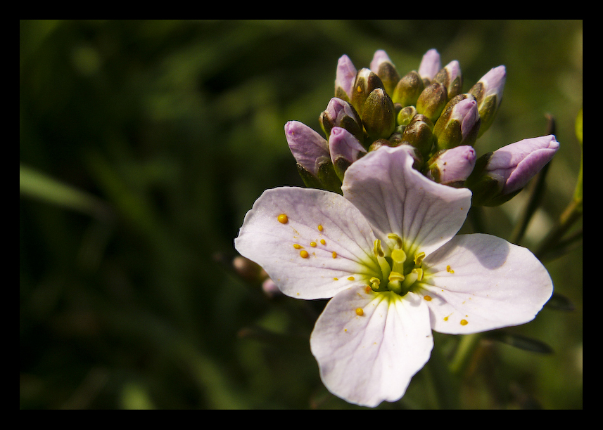 Flower7_by_MessiahKhan.jpg
