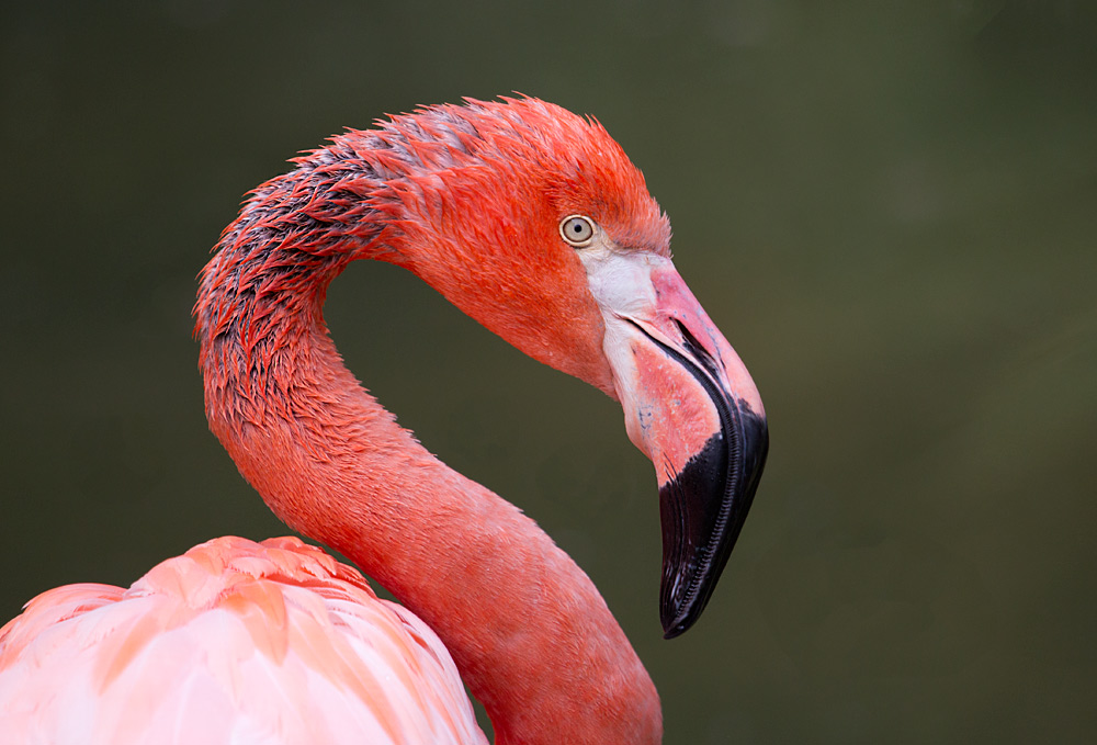Красив фламинго