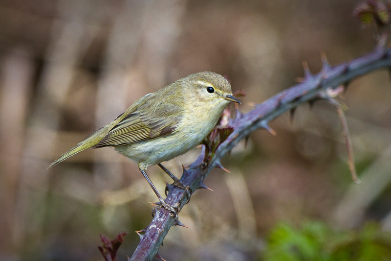 chiffchaff.jpg