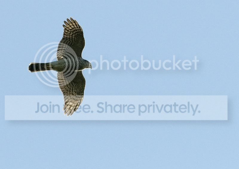 Sparrowhawk3resized.jpg