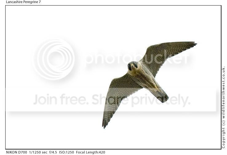LancashirePeregrine7.jpg