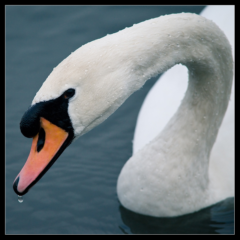 Dripping_beak_by_MessiahKhan.jpg