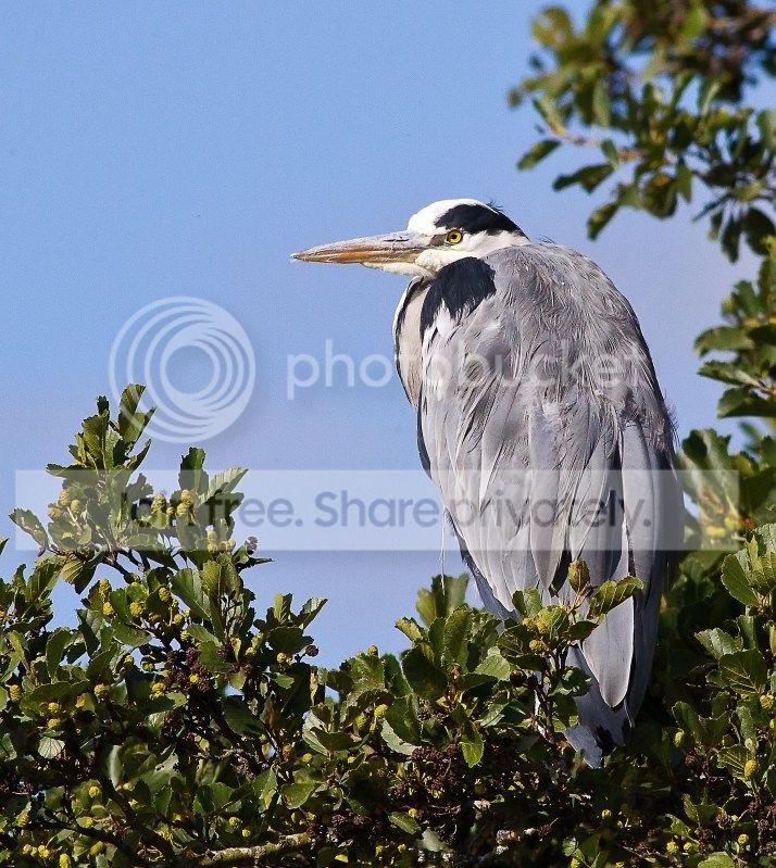 Heron1-2_filtered_zpscd46e60b.jpg