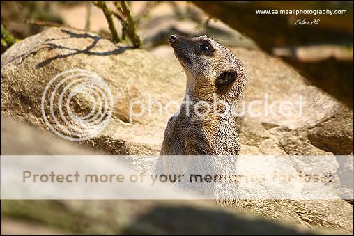 Meerkat-1.jpg