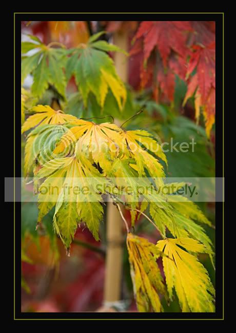 acer4.jpg