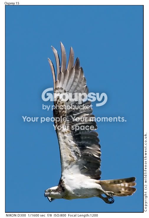 Osprey15.jpg