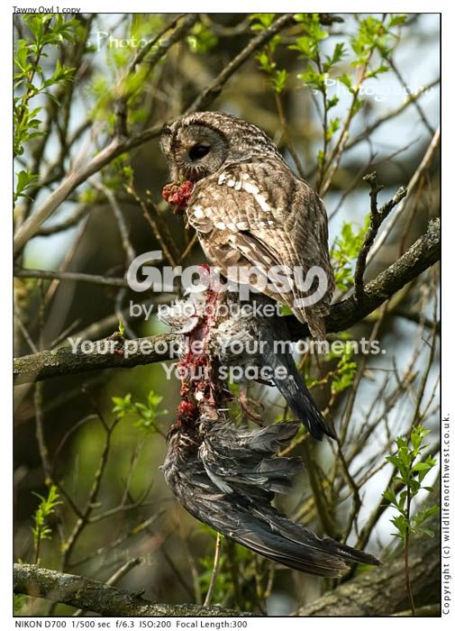TawnyOwl1copy.jpg