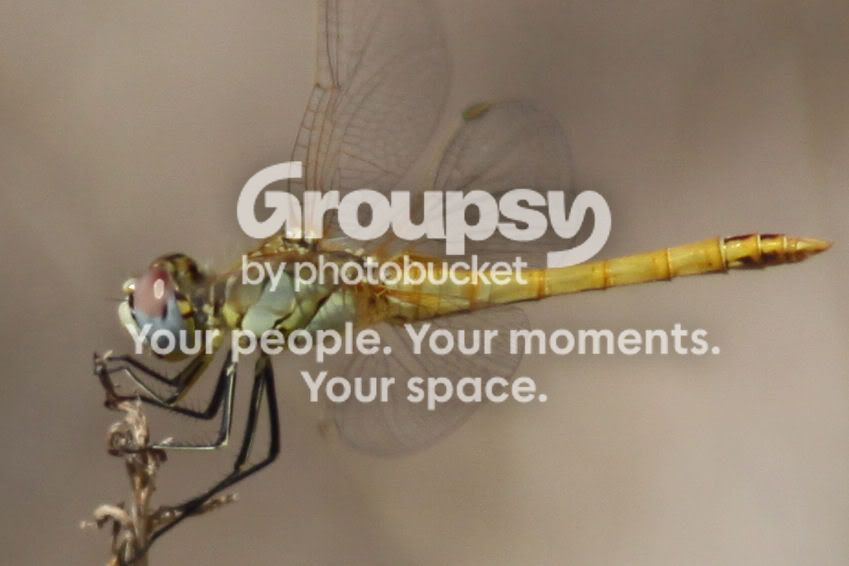 crop.jpg