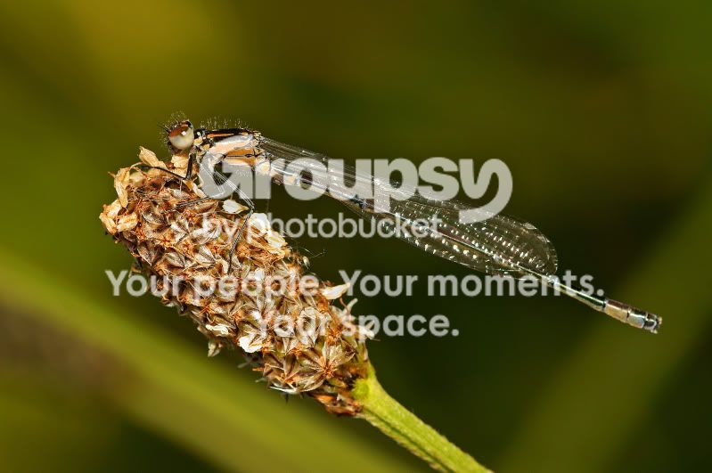 damselfly_3.jpg