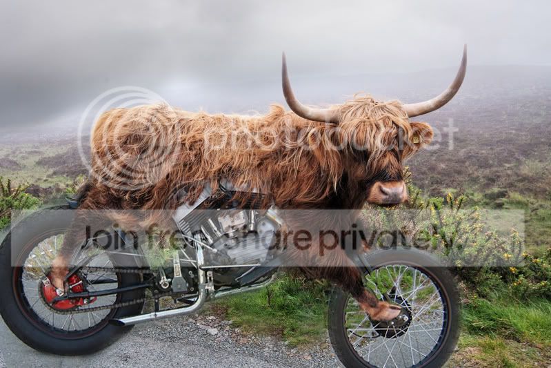 UrbanCowbike.jpg