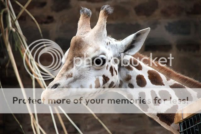 Giraffe-1.jpg