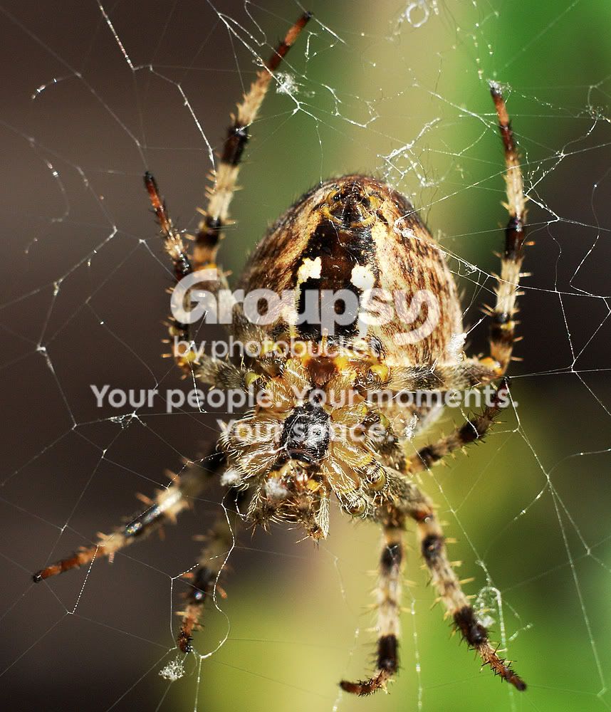 SpiderrwDSC_1685.jpg