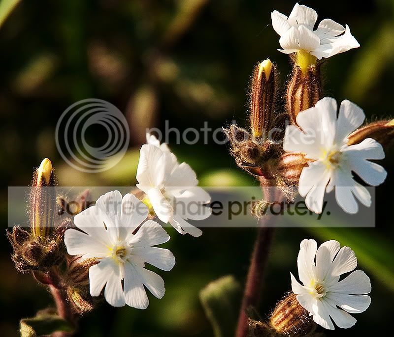 2nd800Tobacoplant_DSC0125_edited-1.jpg