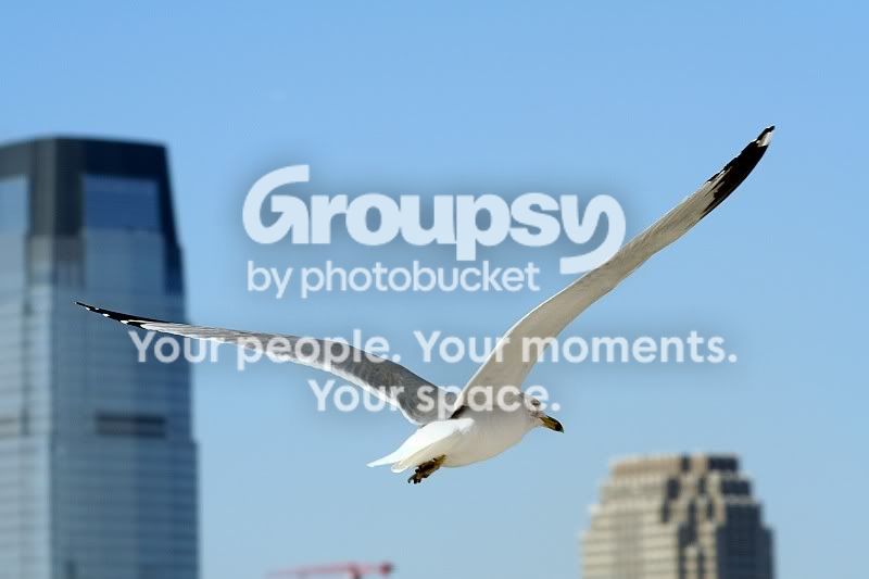 LibertyIslandSeagull1.jpg