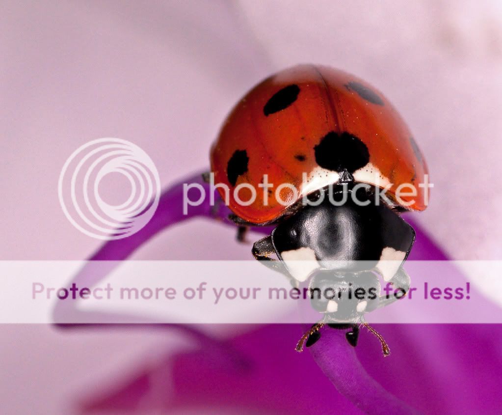ladybirdorchid2.jpg