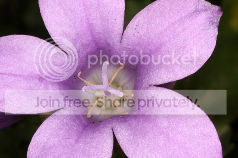 Pinkcrop.jpg