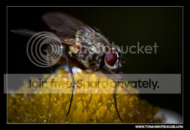 Fly.jpg