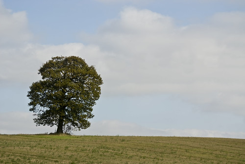 3956025442_ff14eb8076.jpg
