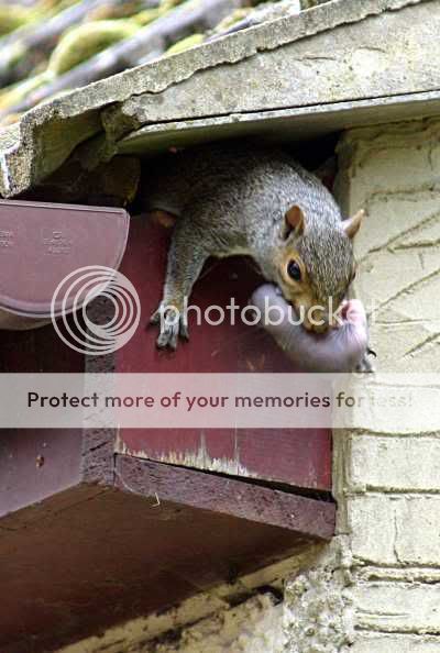 Squirrel_B.jpg