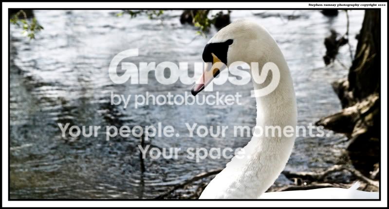 Swan-Week15Single.jpg
