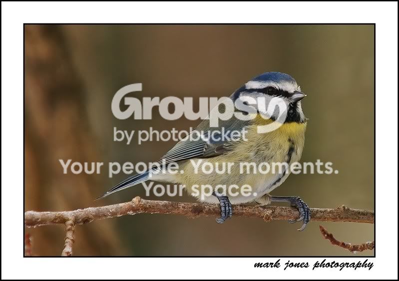fendrodbluetit_filtered.jpg