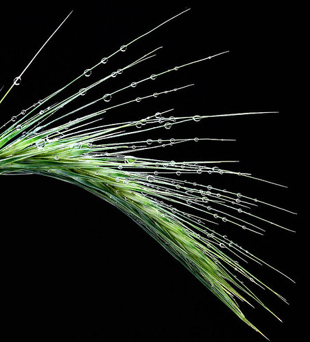 2577610294_7242eab379.jpg