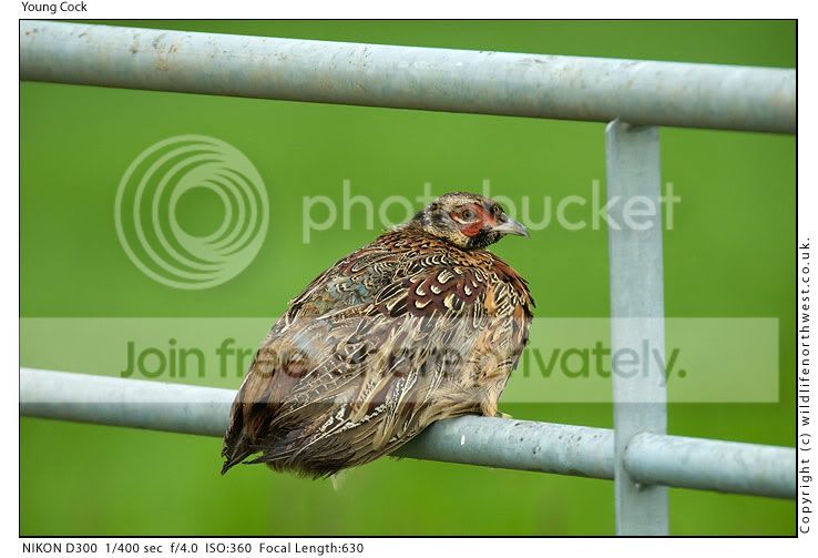 YoungCock.jpg