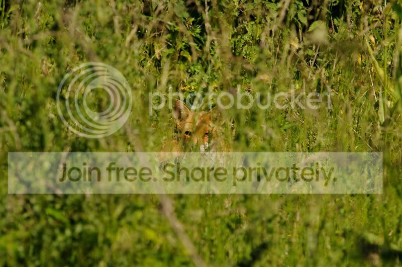 fox.jpg