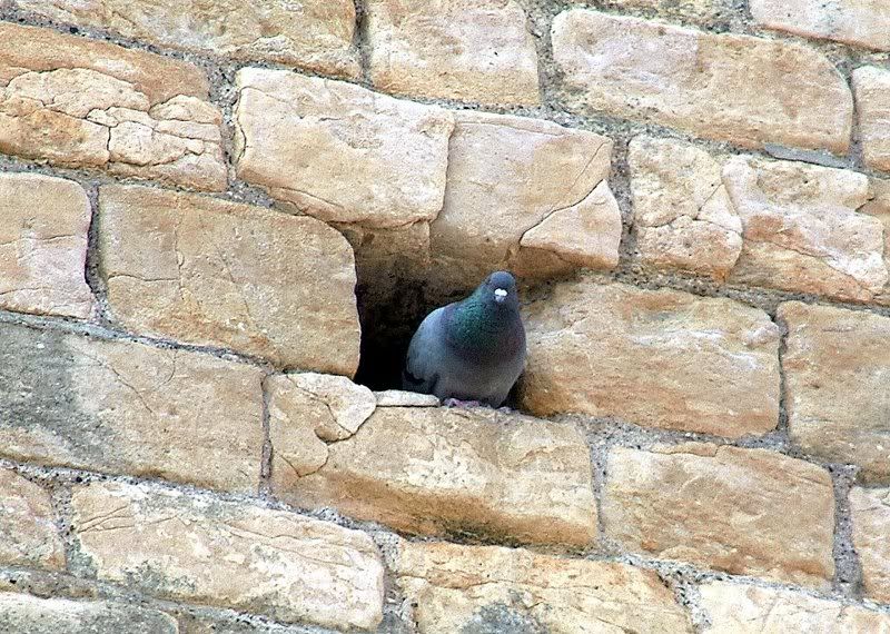 pigeoncrop150.jpg