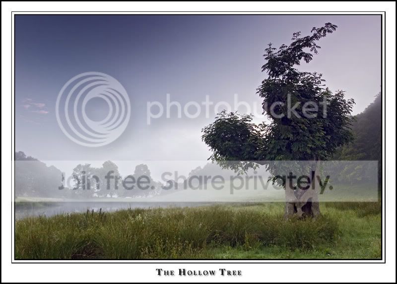 Hollow-tree.jpg