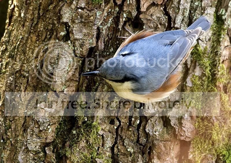 Nuthatch1.jpg