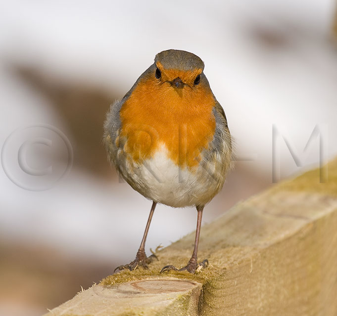 robin_04.jpg