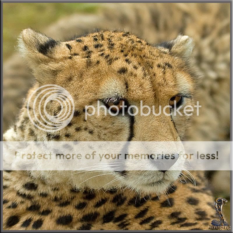 Cheetah-head.jpg