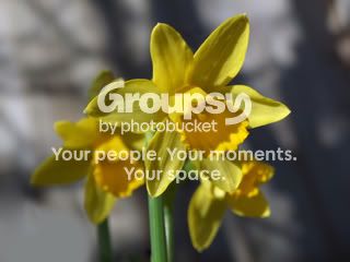 Daffodil01.jpg