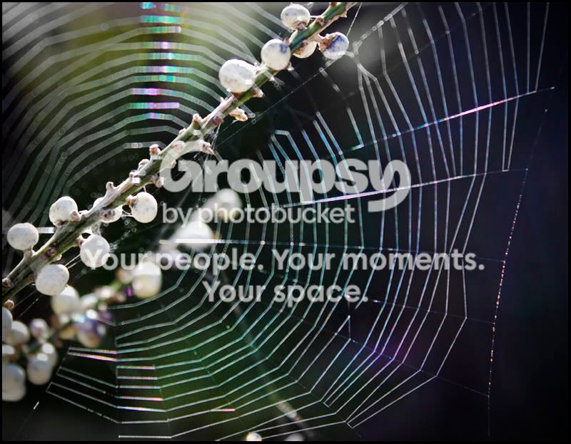 Web1size.jpg