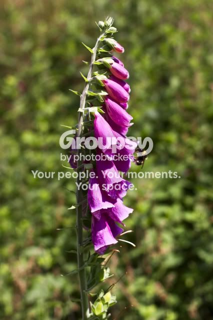 Foxglove-1.jpg