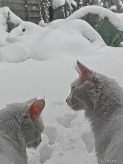 Snow%2Bcats.jpg