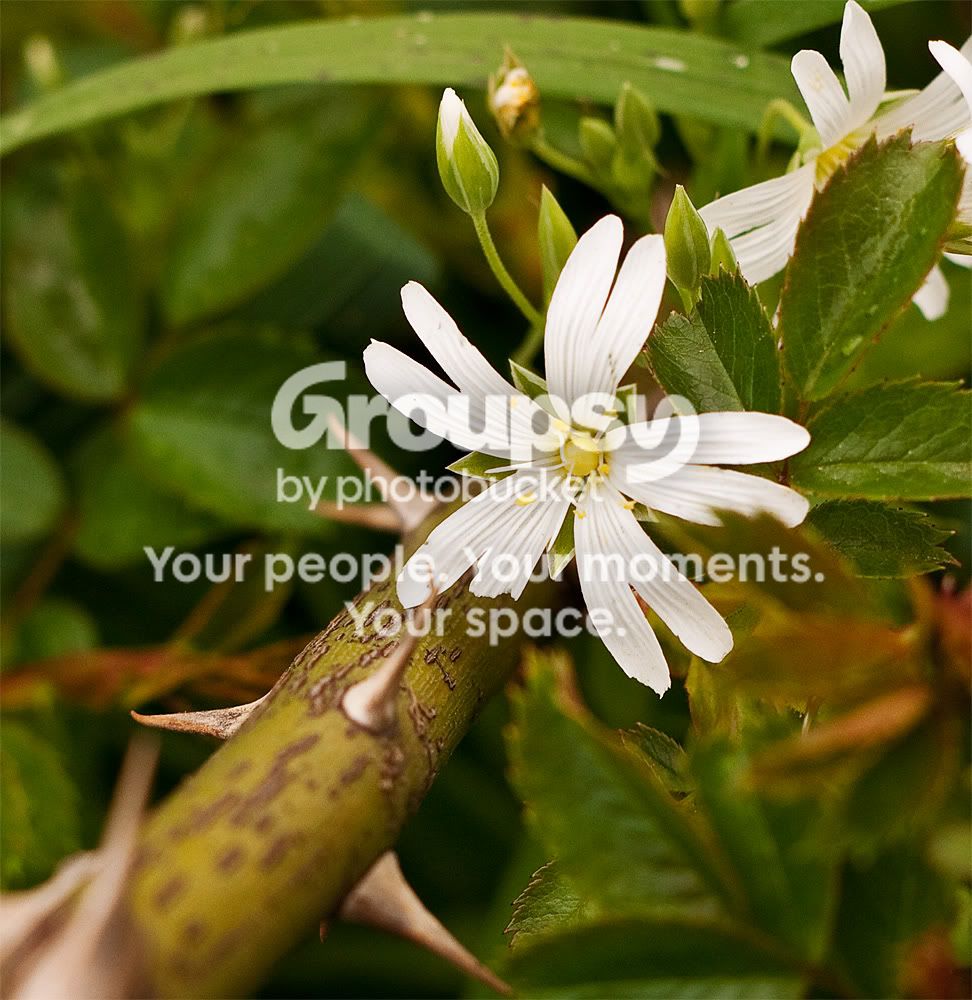 1000flowerthornrwP1010080.jpg