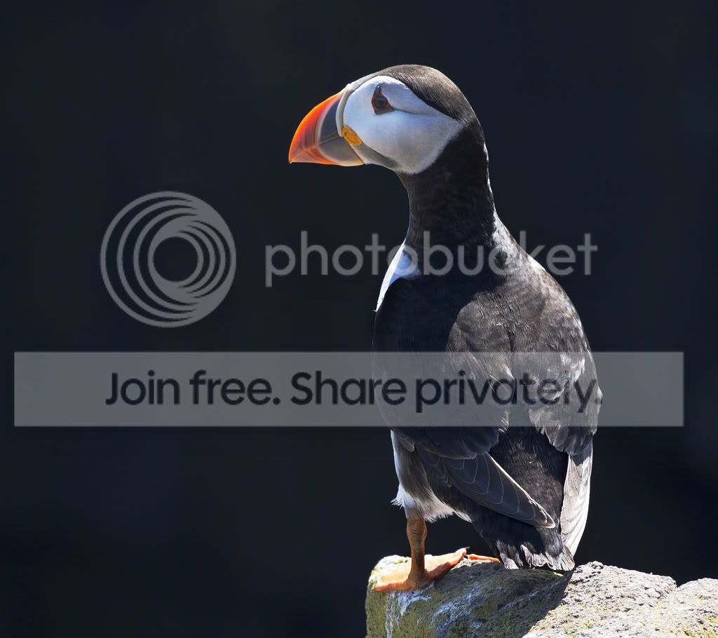 puffin4-2.jpg