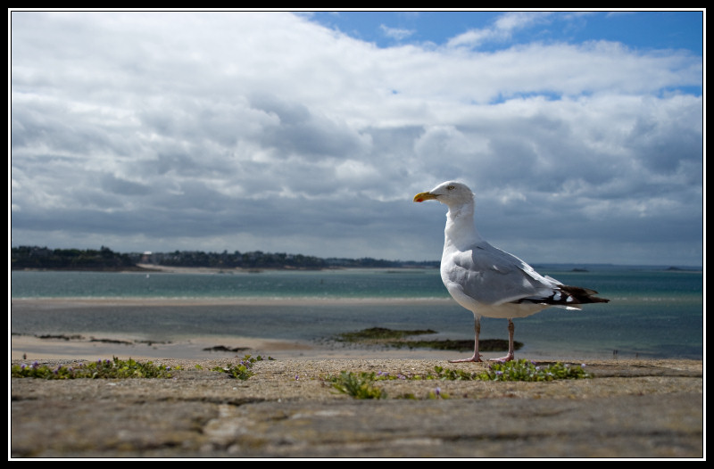 seagull.jpg