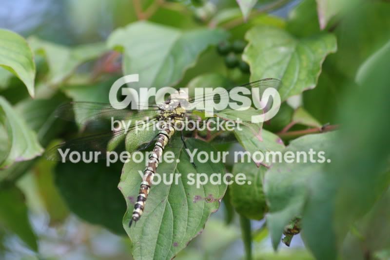 Dragonfly2.jpg