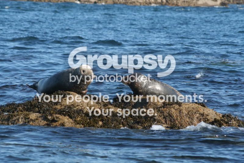 Seal.jpg