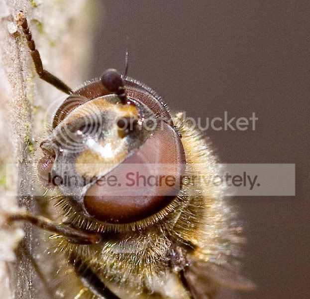 2Macro-1.jpg