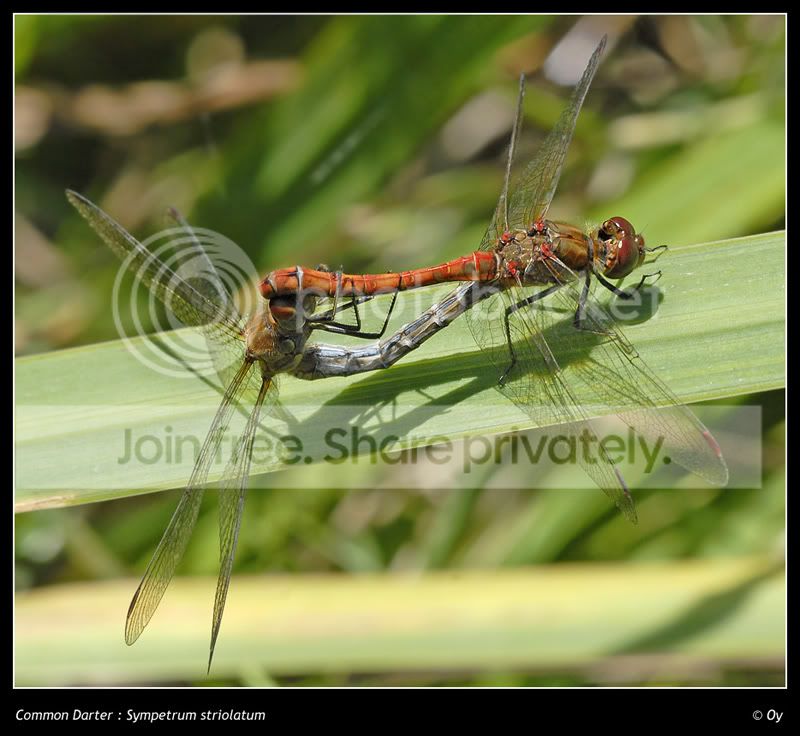 070906_paired_darters800.jpg