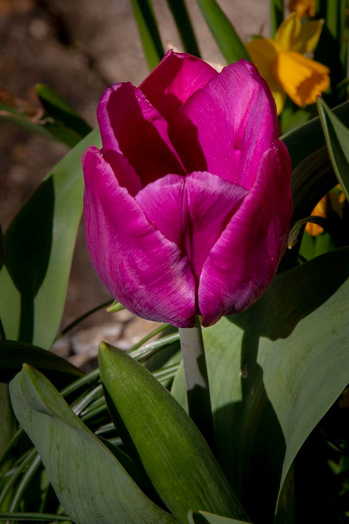 tulip%201%20of%204_zpsofixs3mm.jpg