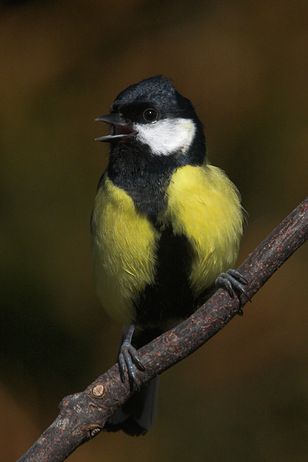 Great_Tit_March_2010_02_by_Zoundz.jpg