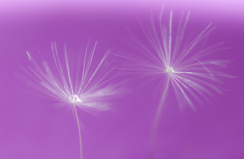 3928442749_eae0838f5c.jpg