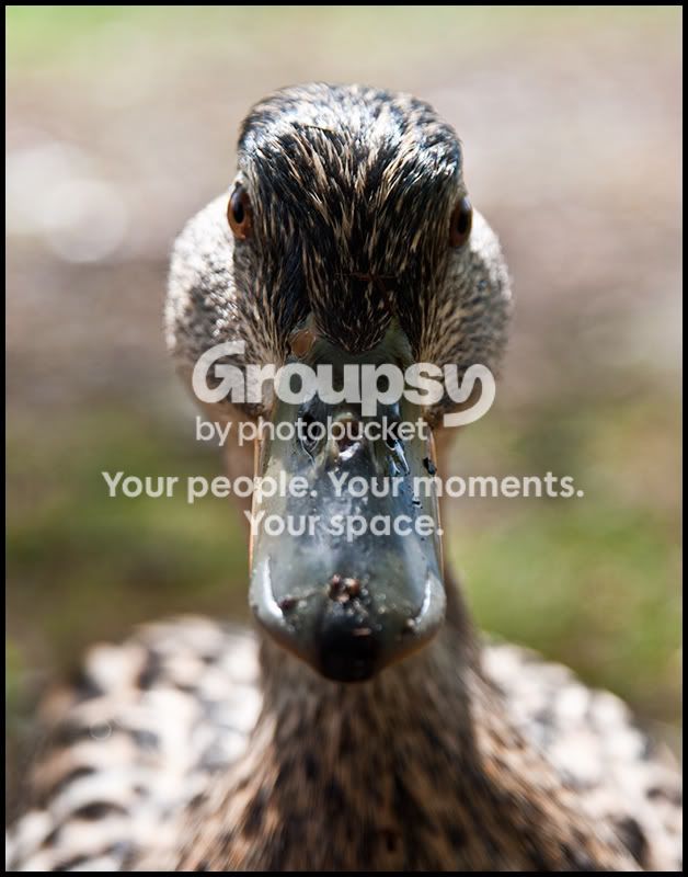 closeupduck.jpg